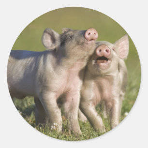 Happy White Piglets Romping in Field Ronde Sticker