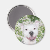 Happy white pitbull magneet (Voorkant / Achterkant)