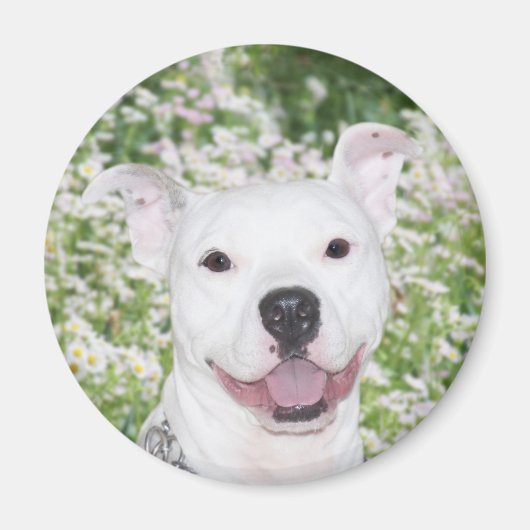 Happy white pitbull magneet (Voorkant)