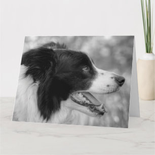Happy Wood Day Border Collie Dog Verjaardag Kaart