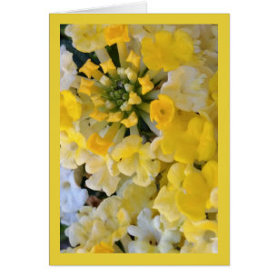 Happy Yellow Blooms is het lied van de zon. 6:1 Gr