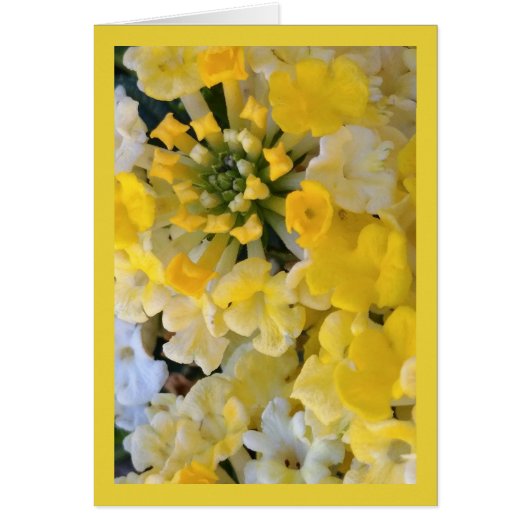 Happy Yellow Blooms is het lied van de zon. 6:1 Gr (Voorkant)