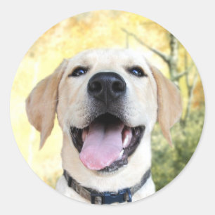 Happy Yellow Lab Ronde Sticker