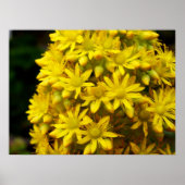 HappY YeLLoW-Poster Poster (Voorkant)