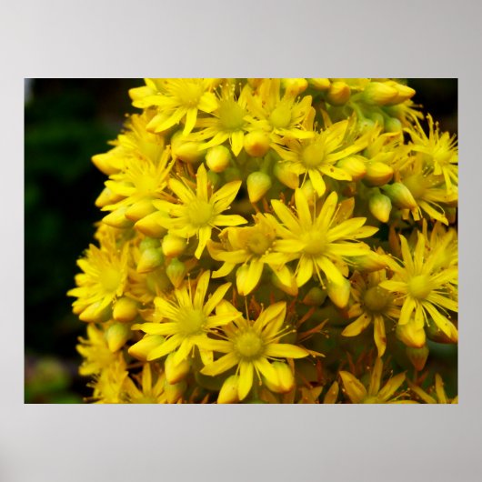 HappY YeLLoW-Poster Poster (Voorkant)