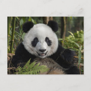 Happy young panda, China Briefkaart
