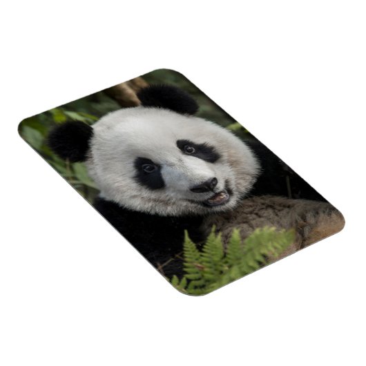 Happy young panda, China Magneet (Rechterzijde)