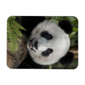 Happy young panda, China Magneet (Horizontaal)