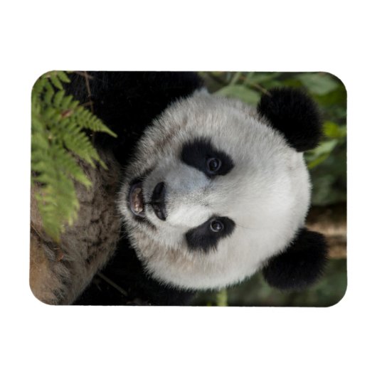 Happy young panda, China Magneet (Horizontaal)