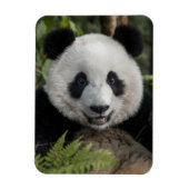 Happy young panda, China Magneet (Verticaal)