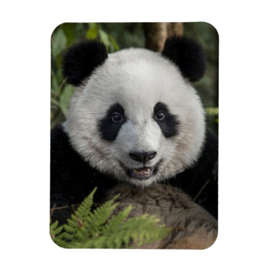 Happy young panda, China Magneet (Verticaal)