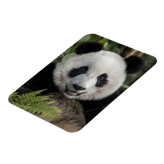 Happy young panda, China Magneet (Linkerzijde)