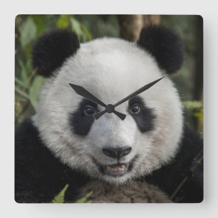 Happy young panda, China Vierkante Klok