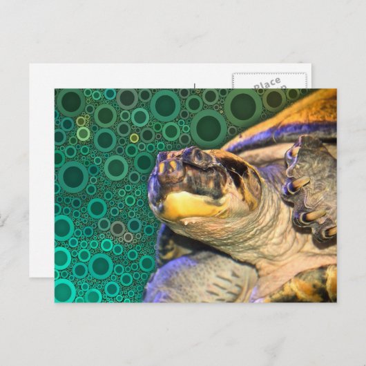 Happy Zee Turtle Briefkaart (Voorkant / Achterkant)