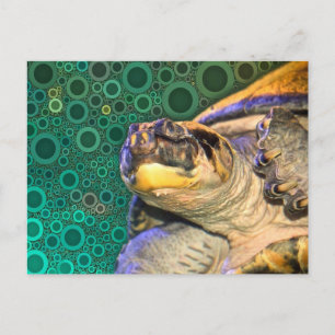 Happy Zee Turtle Briefkaart