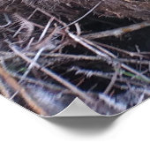 HAPUU FERN FRONDS HAWAII POSTER (Hoek)