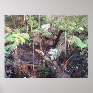 HAPUU FERN FRONDS HAWAII POSTER