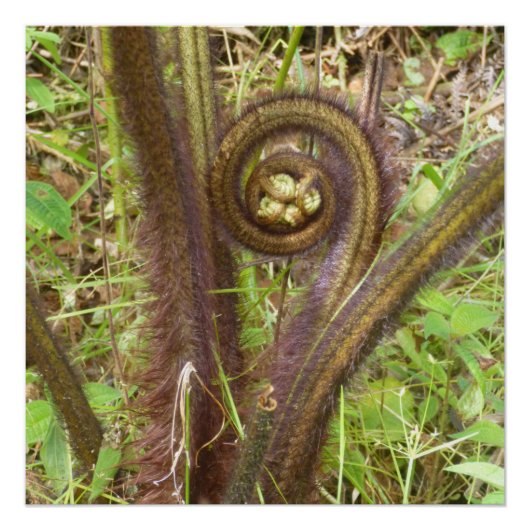 HAPUU FERN PULU PERFECT POSTER (Voorkant)