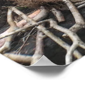 HAPUU FERNS BIG ISLAND HAWAII POSTER (Hoek)