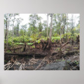 HAPUU FERNS BIG ISLAND HAWAII POSTER (Voorkant)