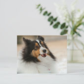 Hapy Shelty Briefkaart (Staand voorkant)