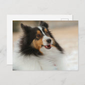 Hapy Shelty Briefkaart (Voorkant / Achterkant)