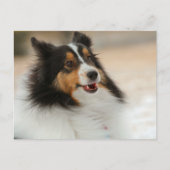 Hapy Shelty Briefkaart (Voorkant)