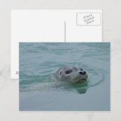 Harbor Seal zwemt in Jokulsarlon glacial Lake Briefkaart (Voorkant / Achterkant)