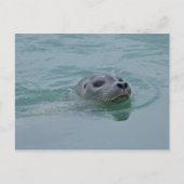 Harbor Seal zwemt in Jokulsarlon glacial Lake Briefkaart (Voorkant)