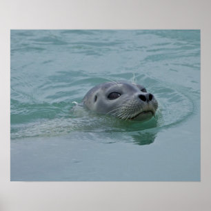 Harbor Seal zwemt in Jokulsarlon glacial Lake Poster