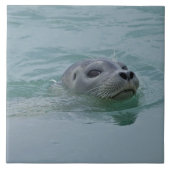Harbor Seal zwemt in Jokulsarlon glacial Lake Tegeltje (Voorkant)