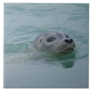 Harbor Seal zwemt in Jokulsarlon glacial Lake Tegeltje