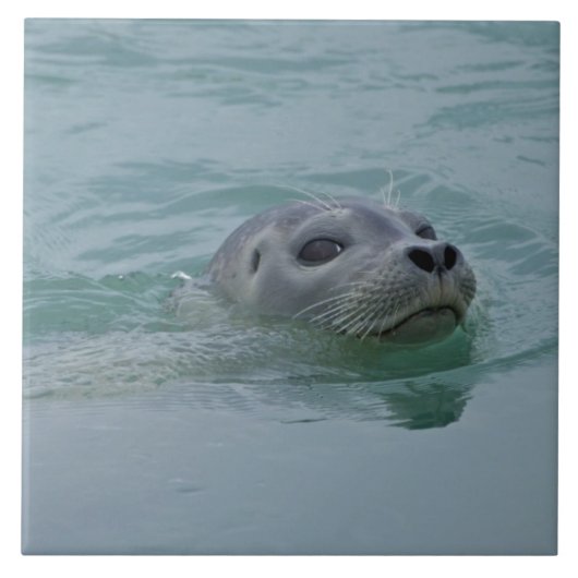 Harbor Seal zwemt in Jokulsarlon glacial Lake Tegeltje (Voorkant)