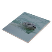 Harbor Seal zwemt in Jokulsarlon glacial Lake Tegeltje (Zijkant)