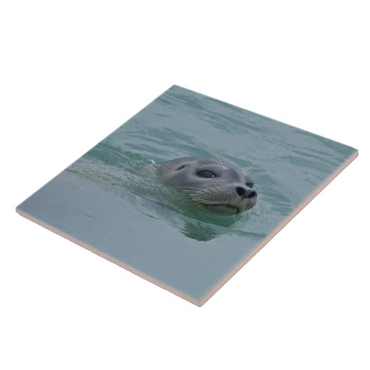 Harbor Seal zwemt in Jokulsarlon glacial Lake Tegeltje (Zijkant)