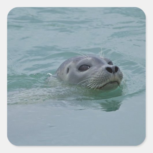 Harbor Seal zwemt in Jokulsarlon glacial Lake Vierkante Sticker (Voorkant)