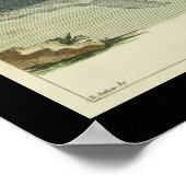  Harbour Porpoise Print (Hoek)