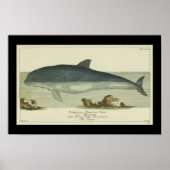 Harbour Porpoise Print (Voorkant)