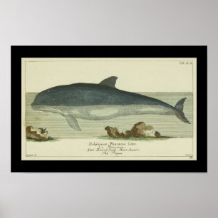  Harbour Porpoise Print
