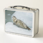 Harbour Seal (Achterkant)