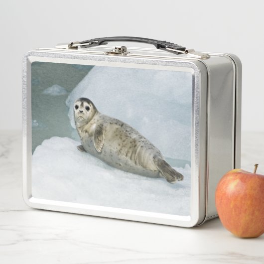 Harbour Seal (In situ)