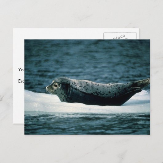 Harbour Seal Briefkaart (Voorkant / Achterkant)