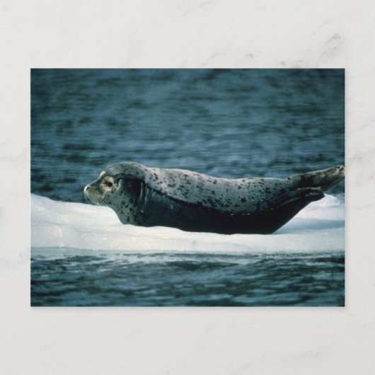 Harbour Seal Briefkaart (Voorkant)