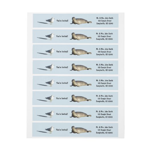 Harbour Seal in La Jolla California (Vel)