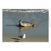 Harbour Seal in La Jolla California (Voorkant Horizontaal)