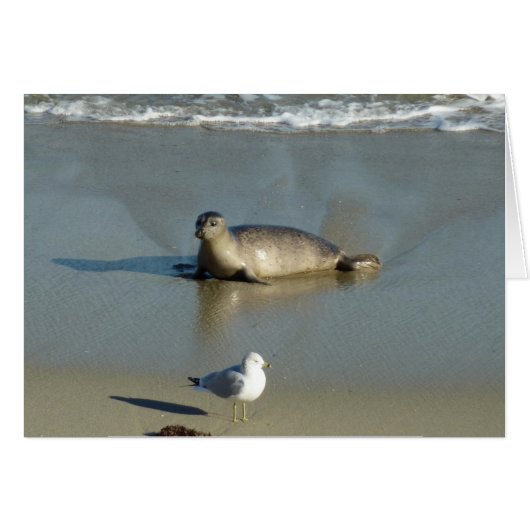Harbour Seal in La Jolla California (Voorkant Horizontaal)
