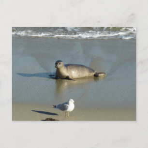 Harbour Seal in La Jolla California Briefkaart