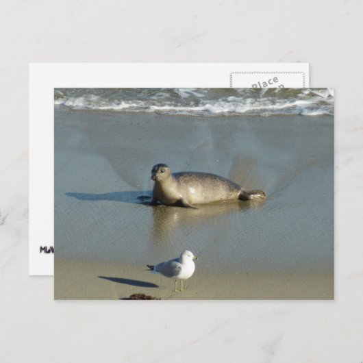 Harbour Seal in La Jolla California Briefkaart (Voorkant / Achterkant)
