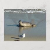 Harbour Seal in La Jolla California Briefkaart (Voorkant)