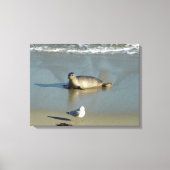 Harbour Seal in La Jolla California Canvas Afdruk (Voorkant)